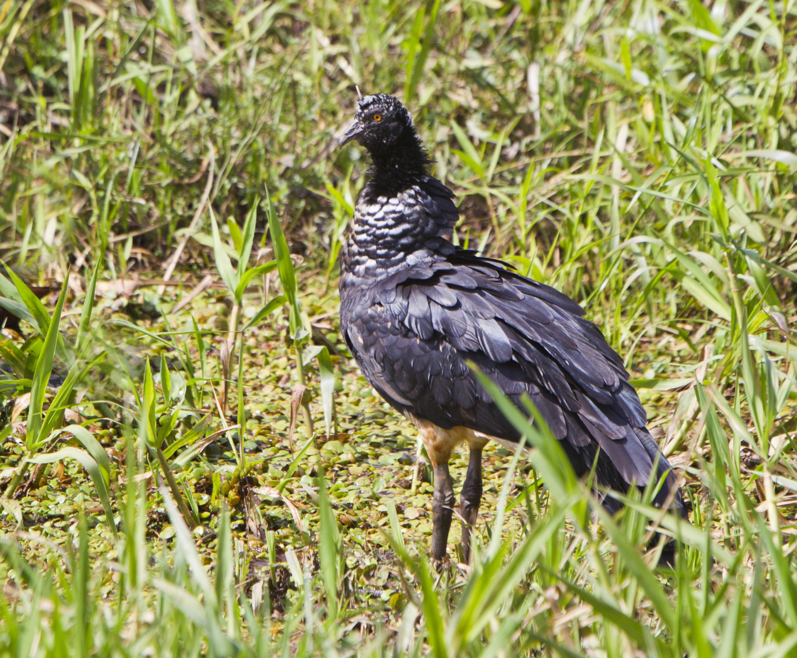 image Horned Screamer